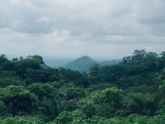 A beautiful scenery of green tree forest under the cloudy sky